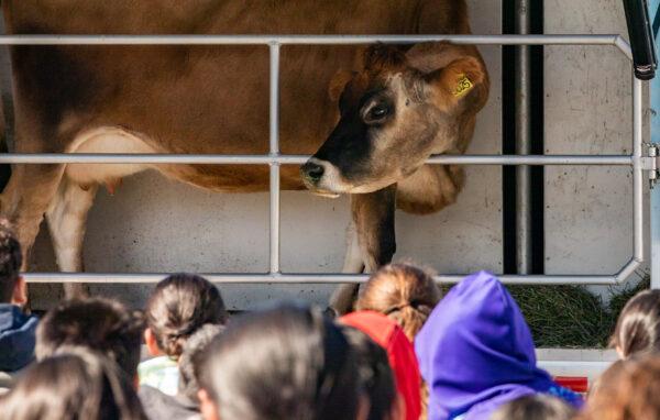 Children watch Cinnamon the cow at Ethel M. Evans Elementary School in Garden Grove, Calif., on Nov. 15, 2022. (John Fredricks/The Epoch Times)