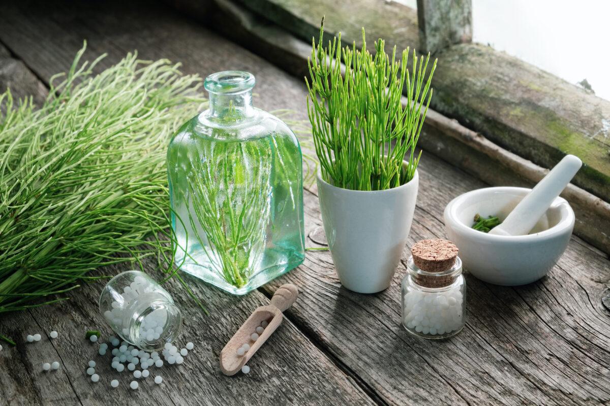 Horsetail (Equisetum arvense). (Chamille White/Shutterstock)