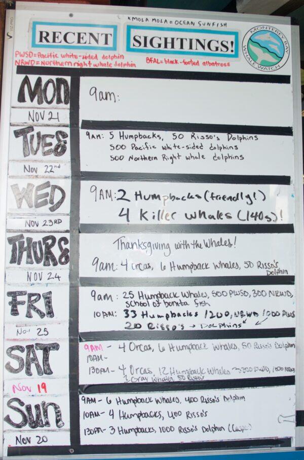 A recent wildlife-sighting board at the ticket office of the Monterey Bay Whale Watch company. (Courtesy of Karen Gough)