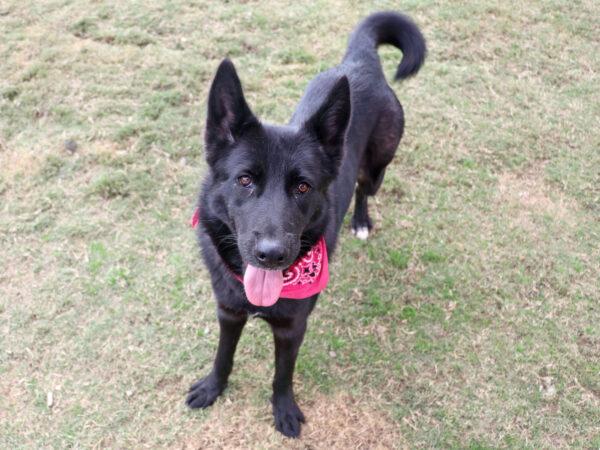 (Courtesy of Orange County Animal Care)