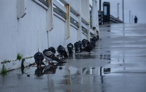 A rainstorm hits Newport Beach, Calif., on Jan 5, 2023. (John Fredricks/The Epoch Times)