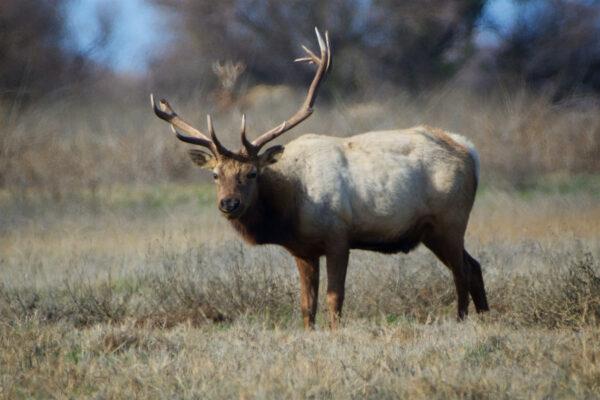 A male tule elk in the San Luis enclosure. (Courtesy of Karen Gough)