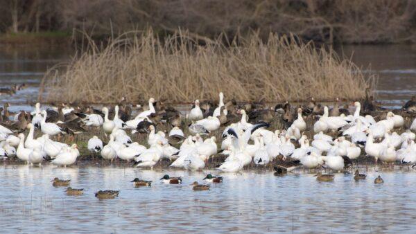 Snow geese, greater white-fronted geese, and northern shoveler ducks shelter in the fields and waters of the San Luis NWR. (Courtesy of Karen Gough)