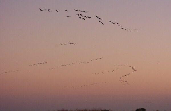 Flocks of sandhill cranes fly in from distant fields and pastures at sunset to shelter in wetlands at the Merced NWR. (Courtesy of Karen Gough)