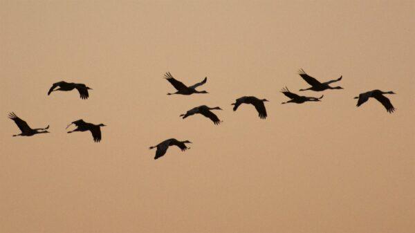 A telephoto lens captures the beauty of sandhill cranes flying within the Merced NWR. (Courtesy of Karen Gough)