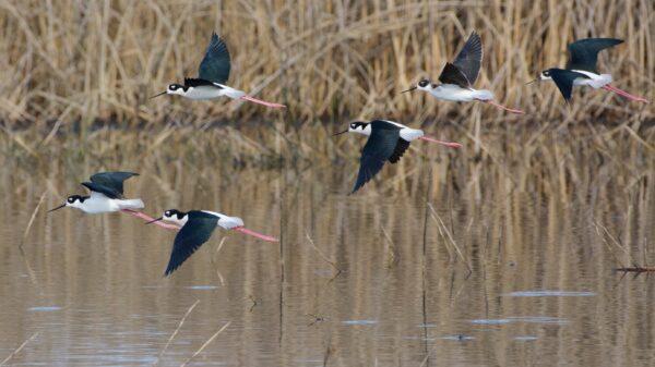 Black-necked stilts are easily seen from the waterfowl auto-tour route in the San Luis NWR. (Courtesy of Karen Gough)