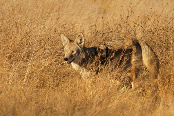 A coyote seen from an auto-tour route in the San Luis NWR. (Courtesy of Karen Gough)