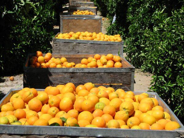 Bins of freshly picked pomelos and navel oranges at a home orchard near Porterville, Calif. (Courtesy of Pearson Ranch)