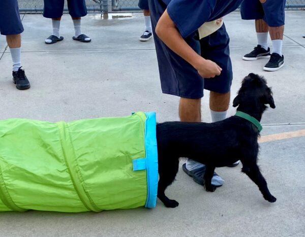 Incarcerated youth train Rocky at Orange County Probation in Santa Ana, Calif., on Jan. 17, 2023. (Courtesy of Cell Dogs)