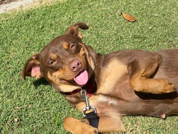 Wiggles. (Courtesy of Cell Dogs)