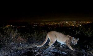 Dead Mountain Lion Found on Southern California Freeway Near Wildlife Crossing