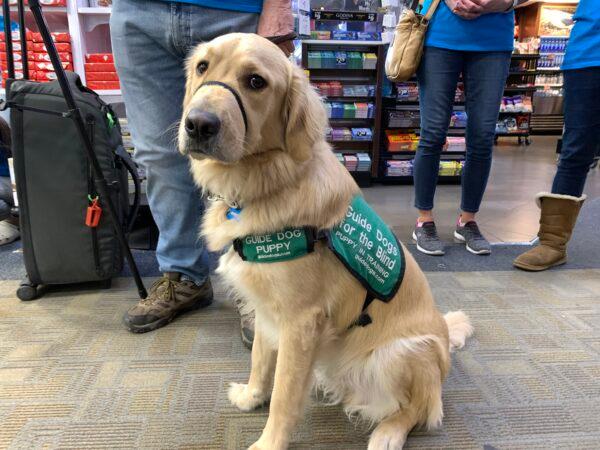 Twenty-five guide dog puppies from Guide Dogs for the Blind are receiving their first pre-flight training at Hollywood Burbank Airport in Burbank, Calif., on Jan. 25, 2023. (Linda Jiang/The Epoch Times)