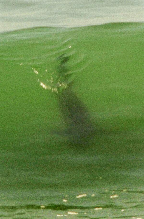 A Great White Shark swims off the coast of San Onofre State Beach in San Clemente, Calif., on Aug. 27, 2003. (Sandy Huffaker/Getty Images)
