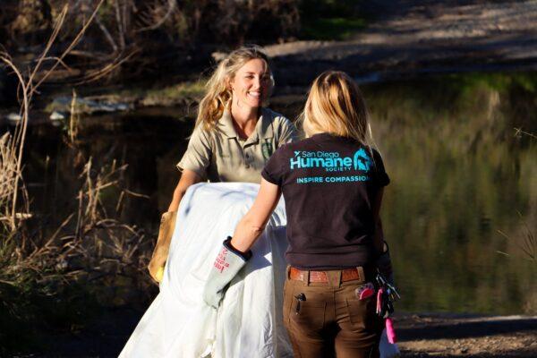 A Project Wildlife staff in Mission Trails Regional Park and a staff from the San Diego Humane Society release a bobcat to the wild after three weeks of care in San Diego, on Feb. 8, 2023. (Courtesy of San Diego Humane Society)