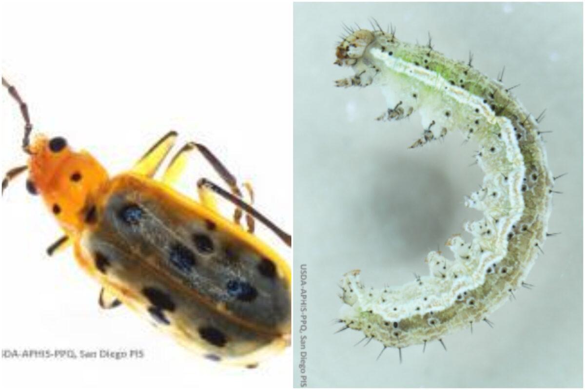 A chrysomelidae (left) and a lepidoptera pest (right) were discovered by CBP agents during an inspection at the Otay Mesa Port of Entry on Jan. 16, 2023 (U.S. Customs and Border Protection)