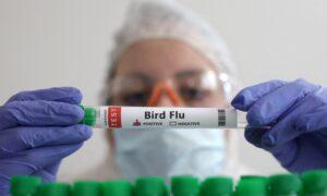 Bird Flu Virus Mutations Discovered in First Severe Human Case in US, CDC Says