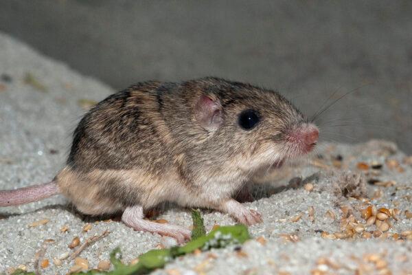 "Pat," a Pacific pocket mouse located at the San Diego Zoo Safari Park was recognized as the oldest living mouse by the Guinness World Records on Feb. 8, 2023. (Courtesy of the San Diego Zoo Wildlife Alliance)
