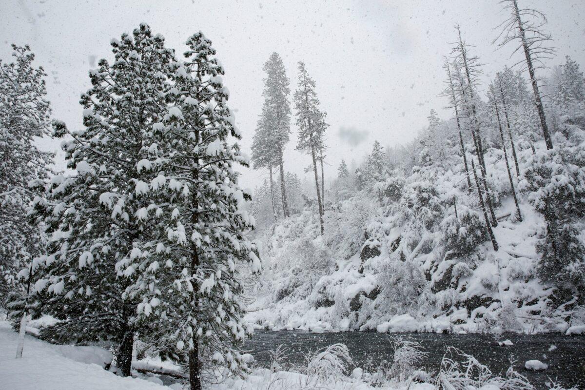 Trees are covered in snow along eastbound Highway 50 near Kyburz, Calif., on Feb. 28, 2023. (Salgu Wissmath/San Francisco Chronicle via AP)