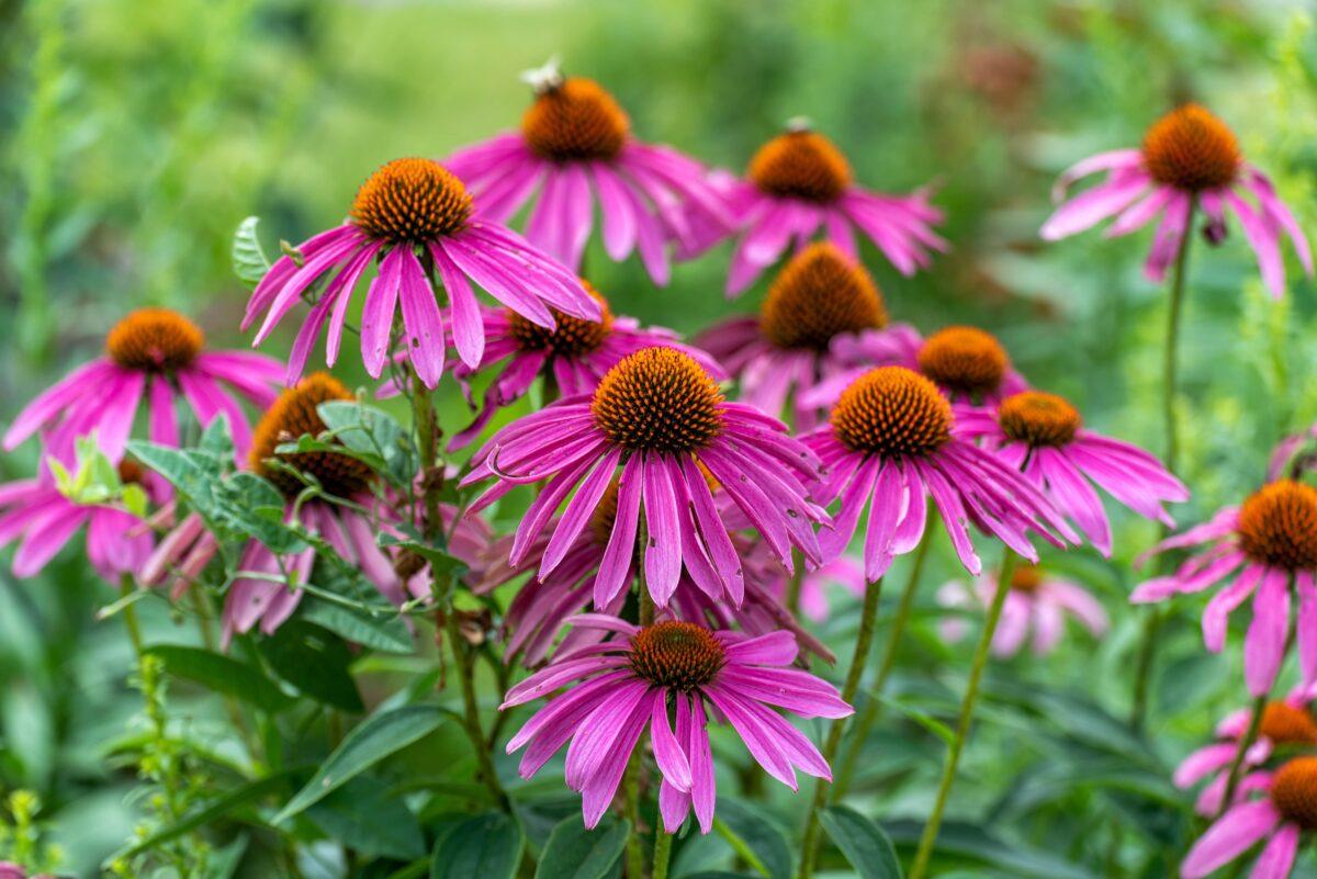 All parts of the echinacea plant have medicinal uses. (Barbara Smits/Shutterstock)