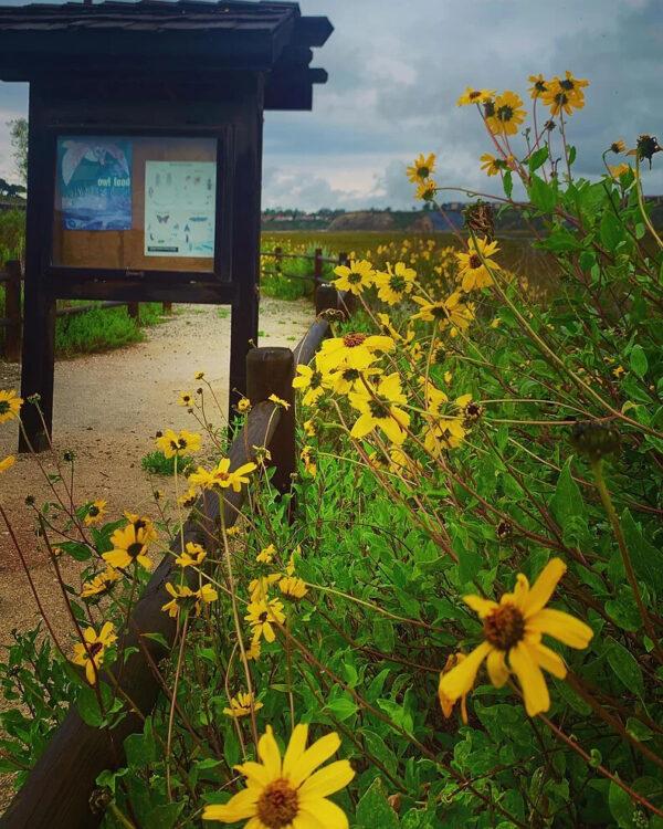 (Courtesy of Back Bay Science Center)