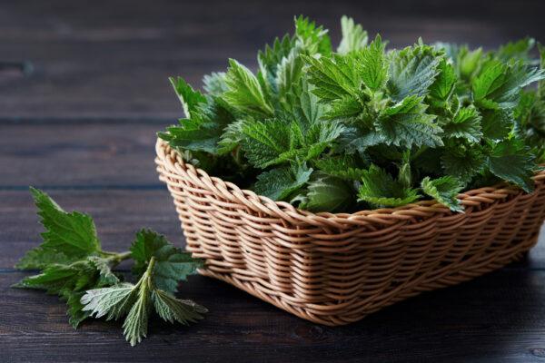 Stinging nettle (Melica/Shutterstock)