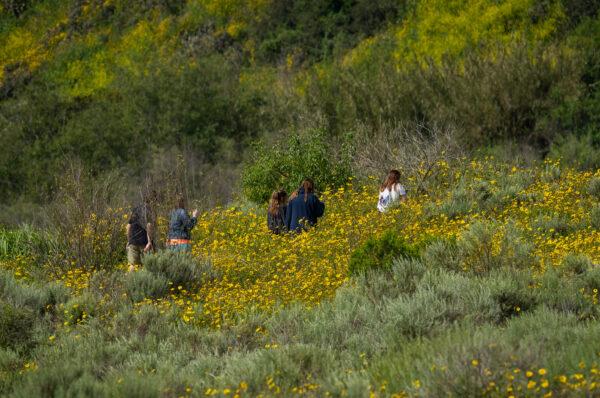 Hikers enjoy a new flower bloom in the back bay of Newport Beach, Calif., on March 27, 2023. (John Fredricks/The Epoch Times)