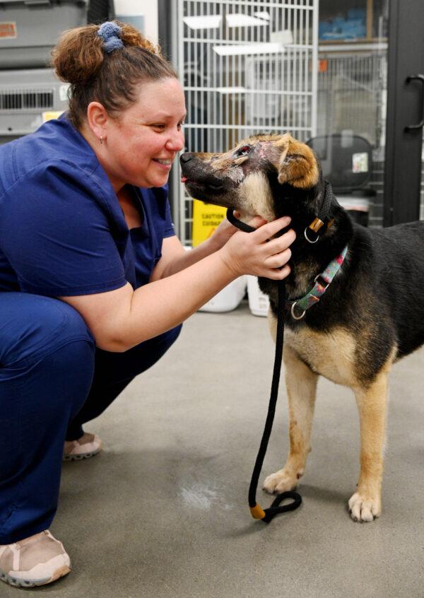 A staff is playing with Omid, a rescued dog from Iran, at the Helen Woodward Animal Center in Rancho Santa Fe, Calif. (Courtesy of Helen Woodward Animal Center)