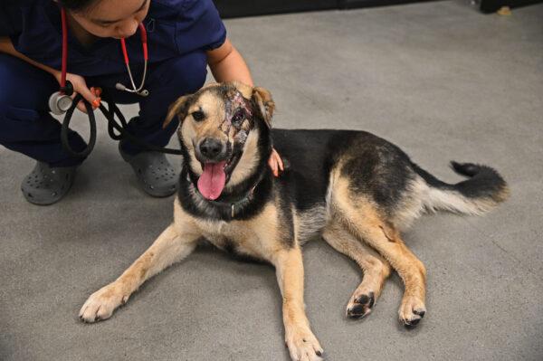 Omid, a rescued dog from Iran, is seen at the Helen Woodward Animal Center in Rancho Santa Fe, Calif. (Courtesy of Helen Woodward Animal Center)