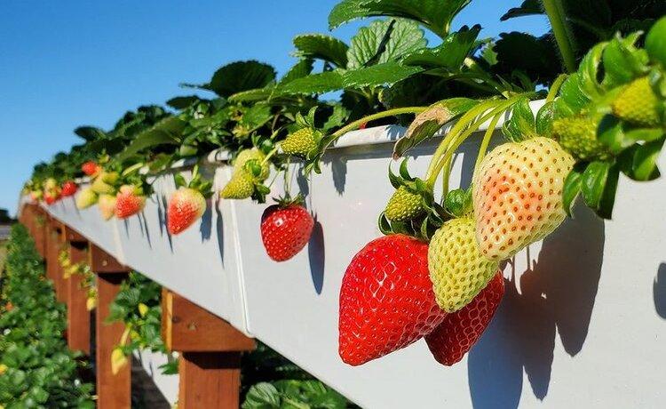 (Courtesy of Tanaka Farms)