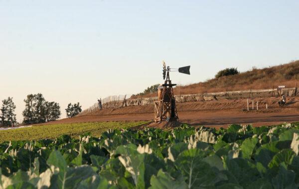 (Courtesy of Tanaka Farms)