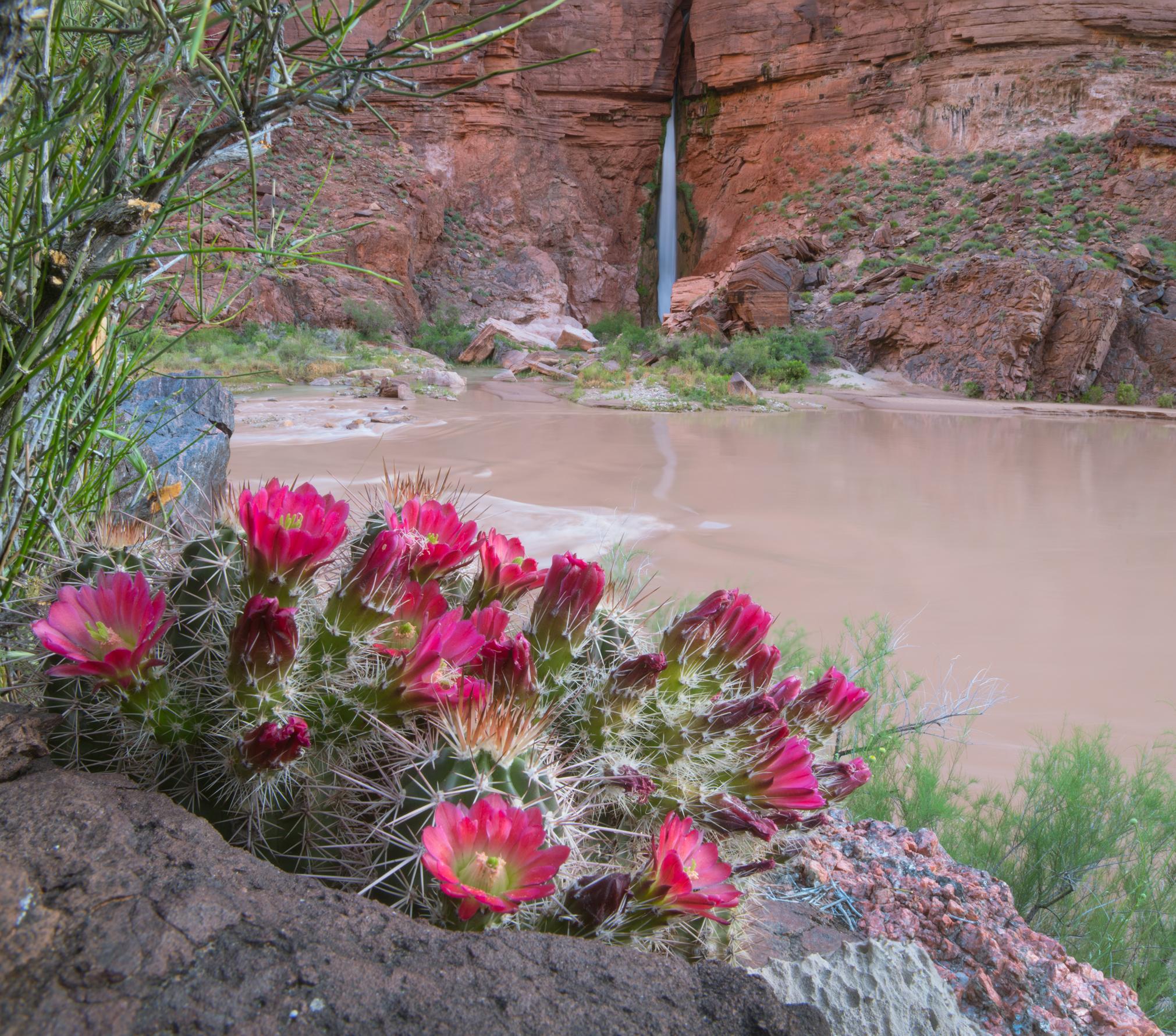 A claret cup hedgehog cactus blooms near Deer Creek Falls. (Willie Holdman)