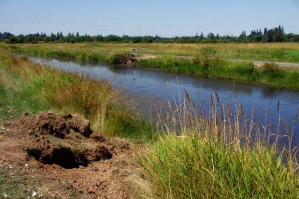 Nutria damage to an ecosystem at a levee. (Tess McBride of the United States Fish and Wildlife Service)