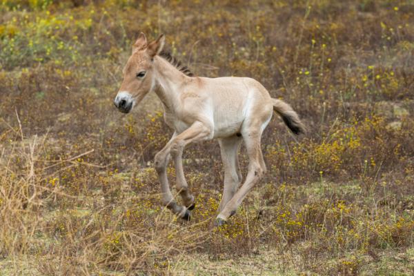 Photo of young Przewalski's horse born at the San Diego Zoo Safari Park in San Diego, on June 29, 2023. (Courtesy of San Diego Zoo)