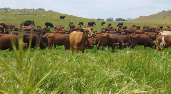 5 Bar Beef's cattle grazing at a ranch. (Courtesy of Frank Fitzpatrick)