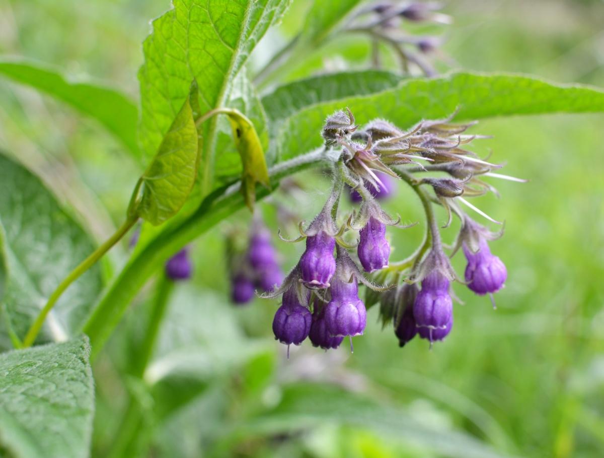 Comfrey (Symphytum officinale). (Orest lyzhechka/Shutterstock)