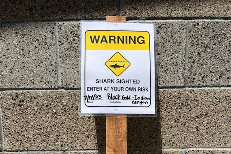 Great White Sharks Spotted Off California Beach, Sparking Advisory