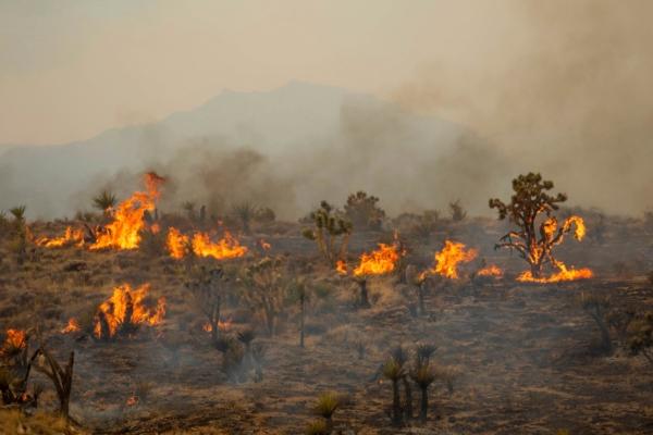 Joshua trees burn in the York Fire in the Mojave National Preserve, Calif., on July 30, 2023. (Ty O'Neil/AP Photo)