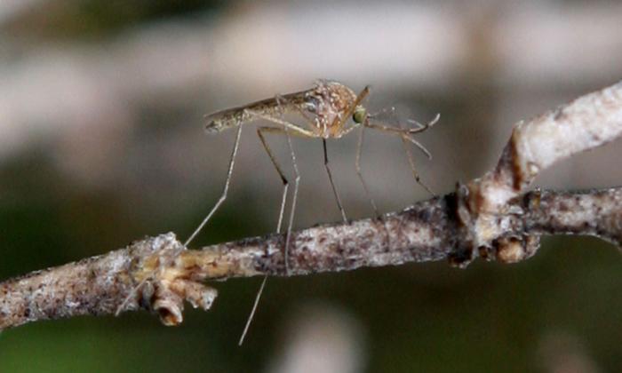 Los Angeles County Reports First Sample of West Nile Virus in 2024