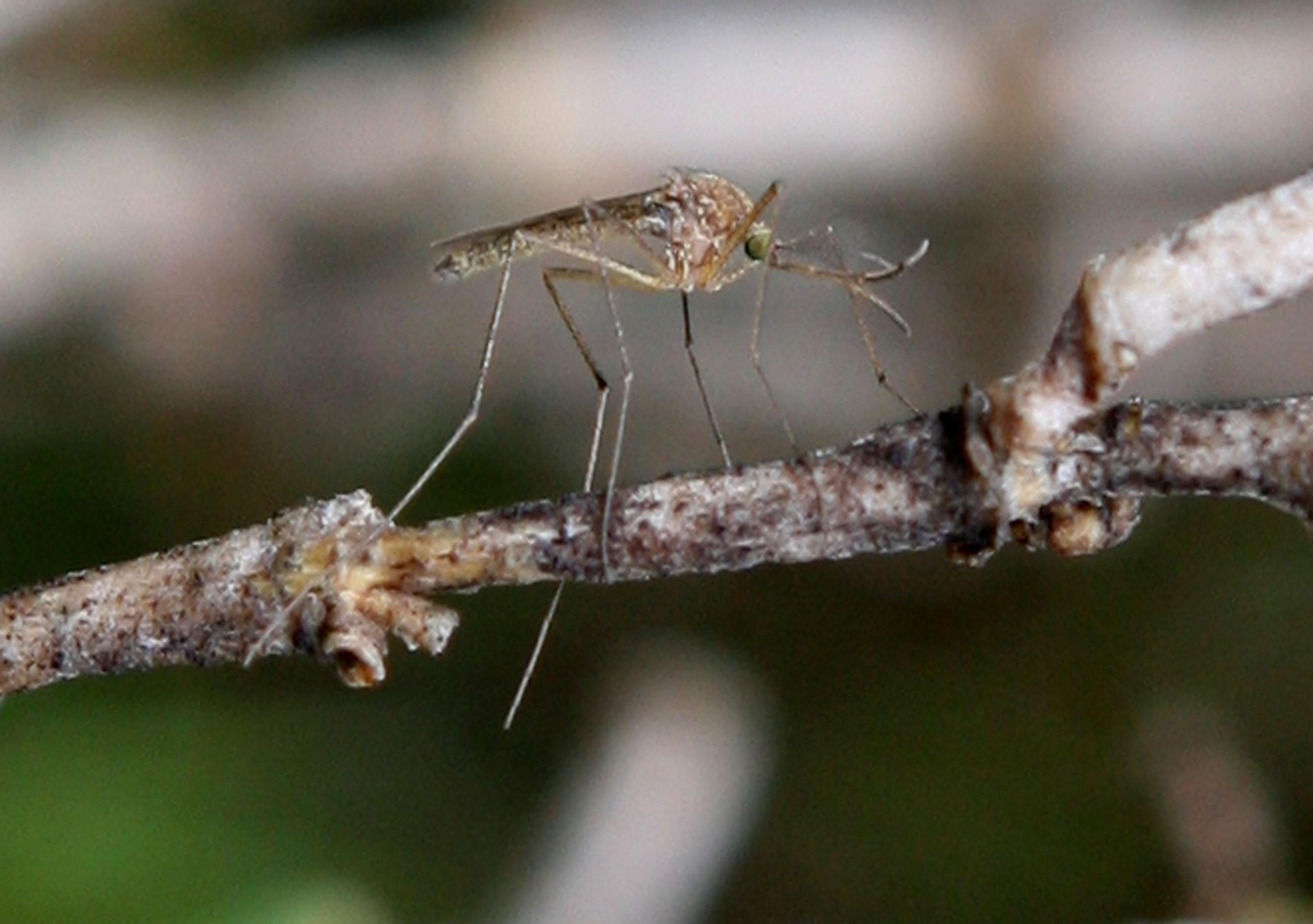 West Nile Virus Detected in Fullerton Mosquitos