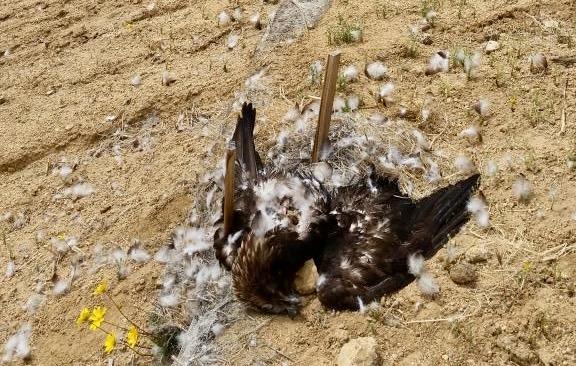 A dead bird near a windmill. (Courtesy of John Baker)