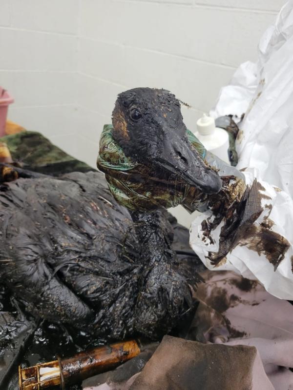 A Canada Goose receives an emergency wash after being rescued from the La Brea Tar Pits in Los Angeles in July 2023. (Courtesy of International Bird Rescue)