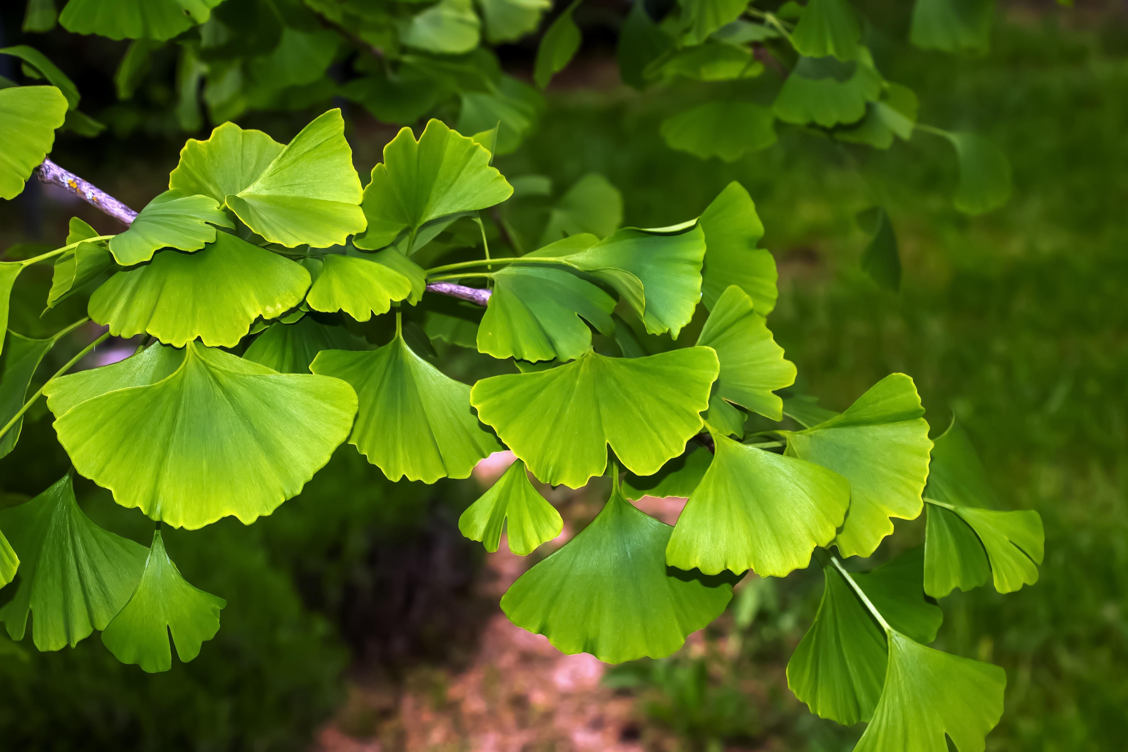 Ginkgo Biloba: The Ultimate Brain Booster