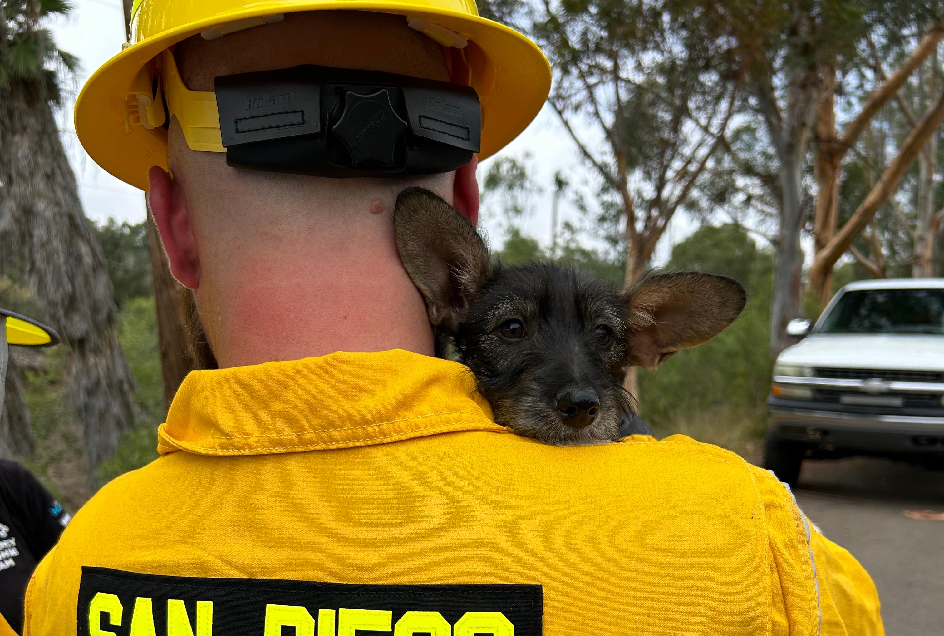2 Puppies Rescued From Well in San Diego by Humane Society