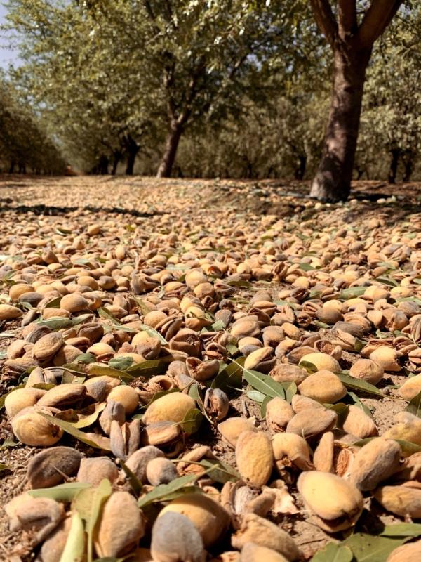 Almonds on the ground under almond trees. (Courtesy of Sohan Samran)