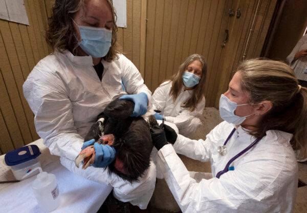 Condor keeper Debbie Sears (L) holds tight on a condor while Dr. Dominique Keller, chief veterinarian (R) gives the California condor an avian influenza vaccine as Condor keeper Chandra David (C) looks on at the Los Angeles Zoo, on Aug. 15, 2023. (Richard Vogel/AP Photo)