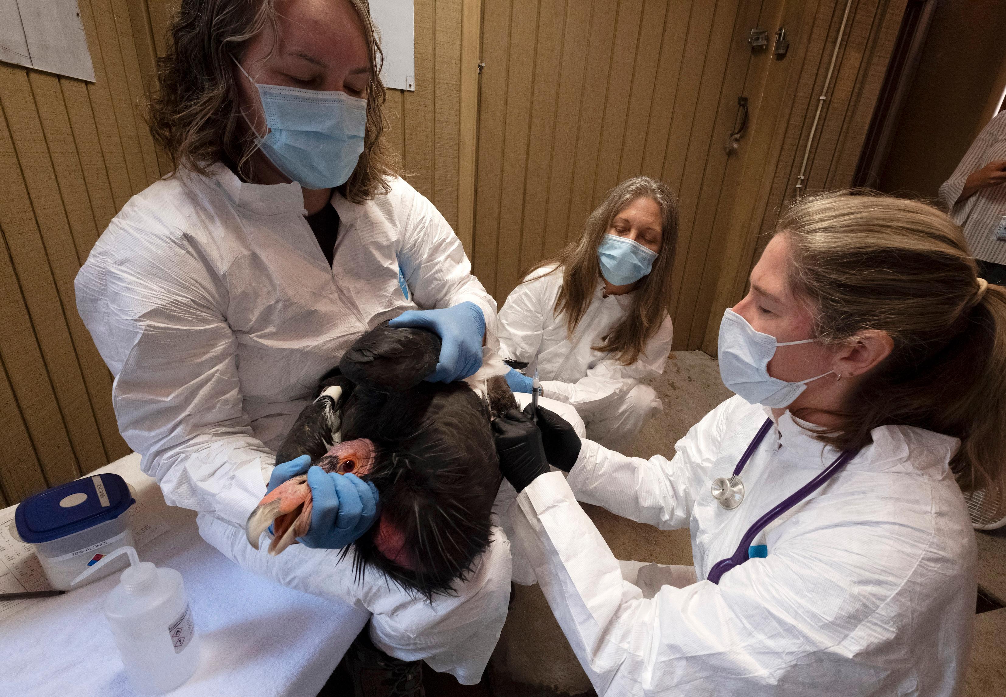 New Vaccine Expected to Give Endangered California Condors Protection Against Deadly Bird Flu