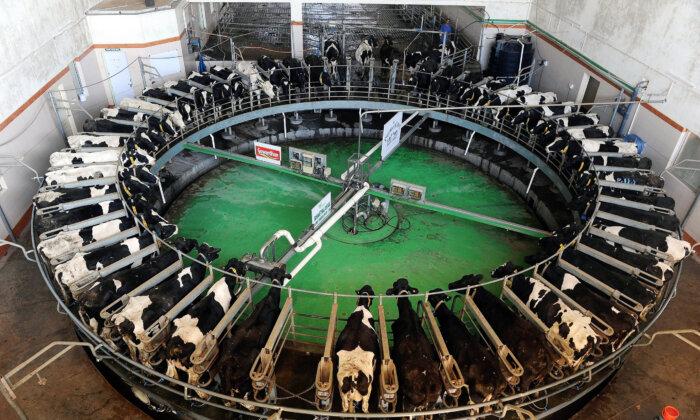 JingJing Genetics' principals in 2012 were ordered to pay $6.2 million to XY for allegedly stealing the latter's technology to manufacture and sell sexed semen for “non-human mammals” such as cattle. (Indranil Mukherjee/AFP via Getty Images)