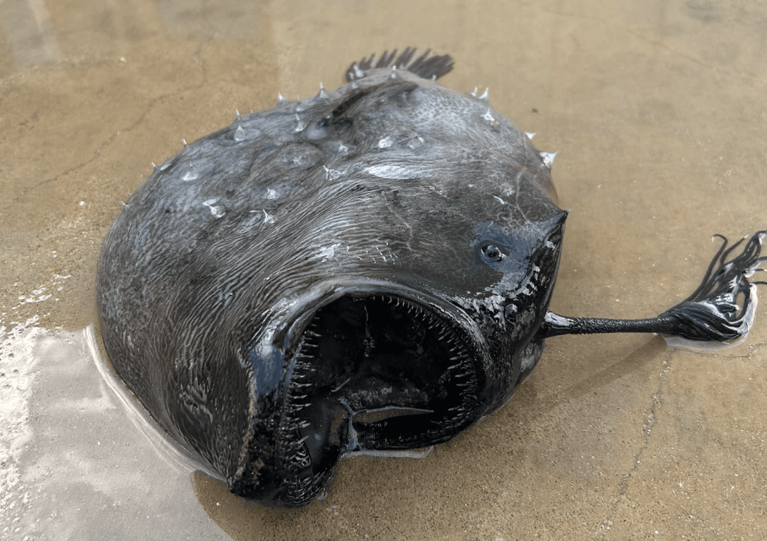 Rare Deep-Sea Anglerfish Washes Up in Southern California