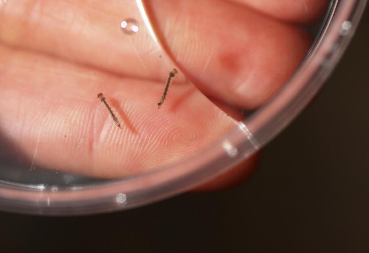 The larvae of Aedes aegypti mosquitoes in a container at the Florida Keys Mosquito Control District (FKMCD) headquarters in Marathon, Florida, on June 9, 2021. (Joe Raedle/Getty Images)