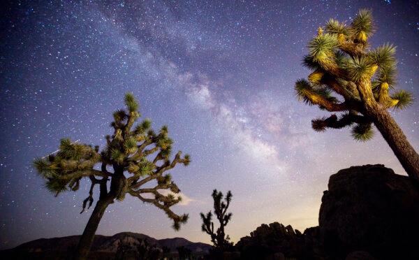 A view of the Milky Way arching over Joshua trees at a park campground popular among stargazers in Joshua Tree National Park on July 26, 2017. (Allen J. Schaben/Los Angeles Times/TNS)
